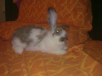 Adopcion conejo pippin